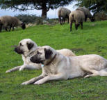 Náhled článku - Hlídací psi pro práci se stádem – pastvecký a ovčácký pes