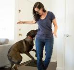 Náhled článku - Jak odnaučit psa skákat na lidi