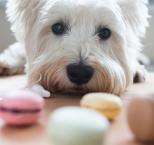Náhled článku - Potravinové alergie u psa a hypoalergenní krmivo pro psy