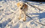 Náhled článku - Jak zabránit prochladnutí psa v zimě