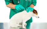 Náhled článku - Antiparazitika pro psy pohledem veterináře