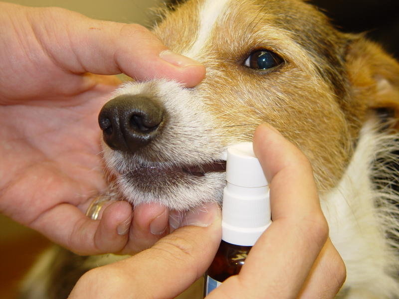 pes alergie jak poznat alergii u psa