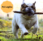 Náhled článku - Psí Logika 9. díl 2. část Jak se psi učí, jak se vytváří chování, čím se chování posiluje 