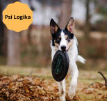 Náhled článku - Psí Logika 10. díl - Bezpečnost při psích hrách a aktivitách 