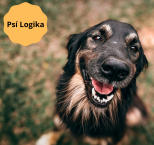 Náhled článku - Psí Logika 3. díl – Proč pes neposlechne na povel