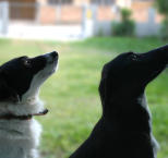 Náhled článku - Citáty o psech a s psí tématikou