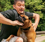 Náhled článku - Co dělat v případě pojistné události se psem