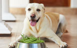 Náhled článku - Diety pro psy