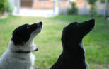 Náhled článku - Citáty o psech a s psí tématikou