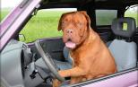 Náhled článku - Pes v autě – jak vozit psa bezpečně