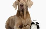 Náhled článku - Jak pes vnímá čas