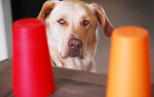 Náhled článku - Hra se psem doma – ukrývání a hledání předmětů