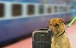 Náhled článku - Cestovní pojištění psa – na co si dát pozor při výběru